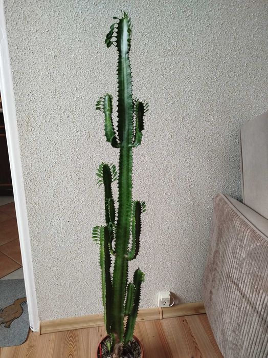 Wilczomlecz kaktus 115 cm
