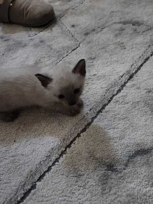 Gatos para adoção