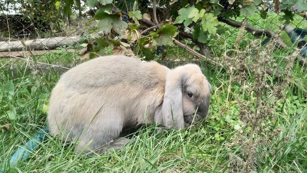 Кролі французький баран