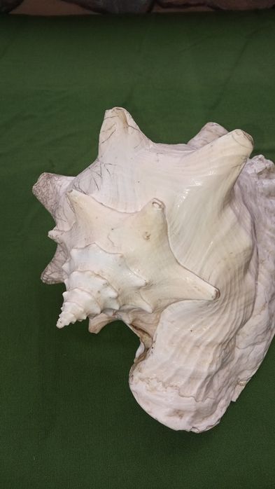 Ракушка большая,ракушка