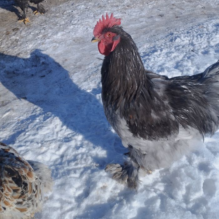 Kochin i brachmy koguty