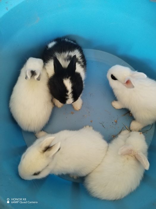 Coelhos anões dóceis