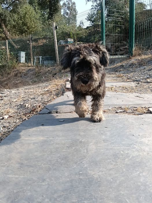 Schnauzer mini c lop e afixo