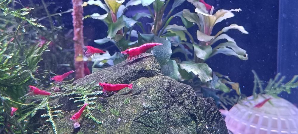 Camarões Neocaridina Red Fire