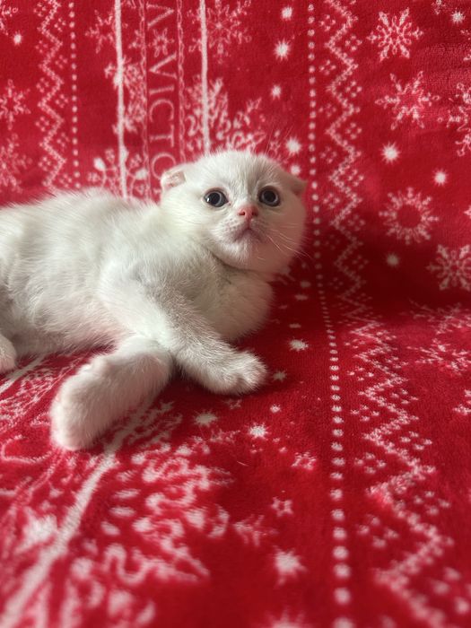 Котята  породистые «скоттиш-фолд»