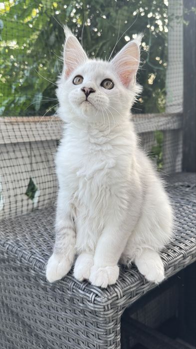 Ogromna kotka maine coon srebrna shaded