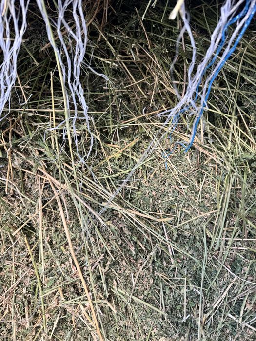 Продам сіно люцерні чиста люцерня в круглих тюках