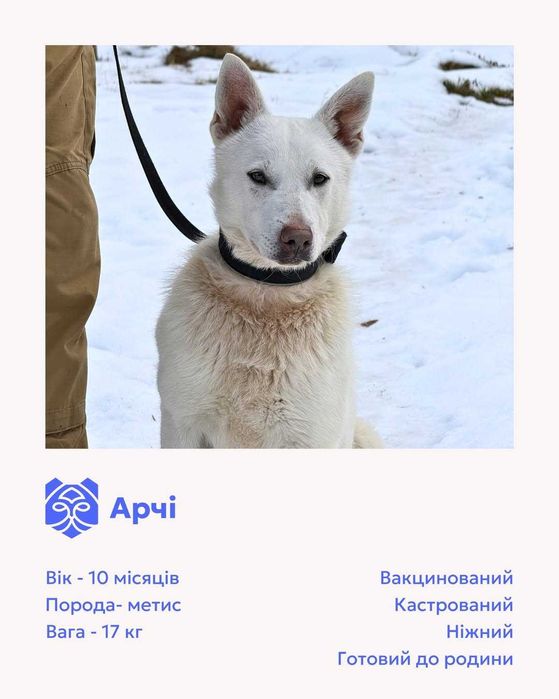 Арчі, метис, шукає дім