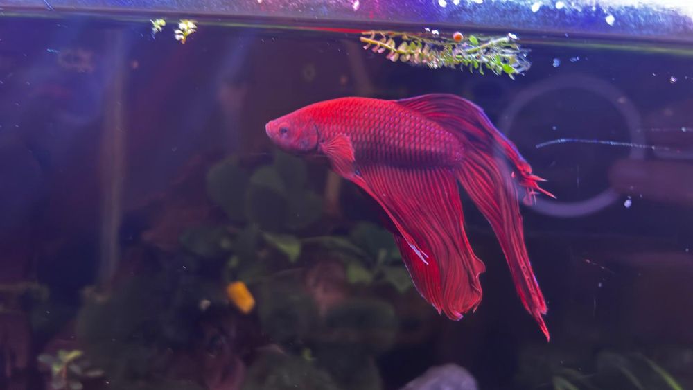 Peixe betta macho