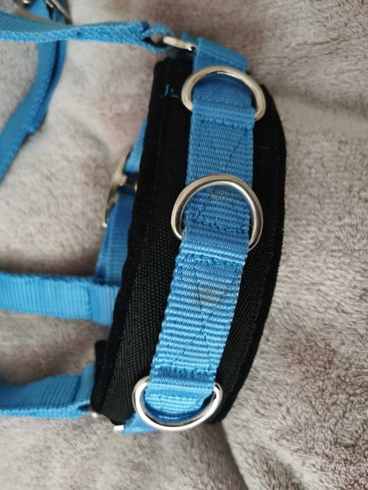 Kawecan dla kucyka, Waldhausen, Pony