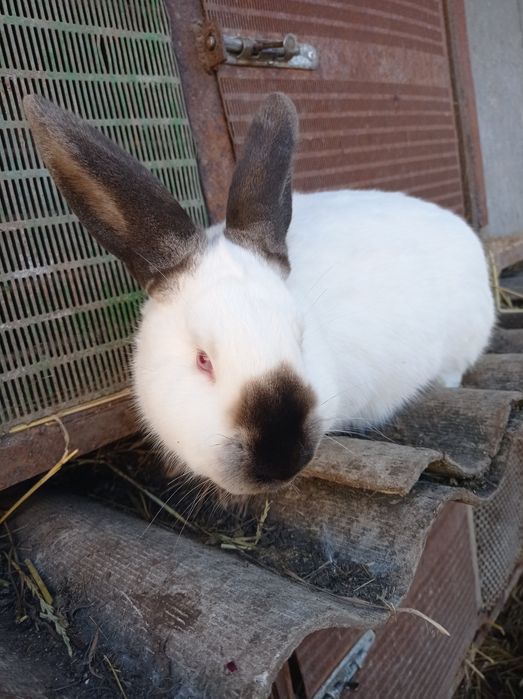 Кролики породи каліфорнія