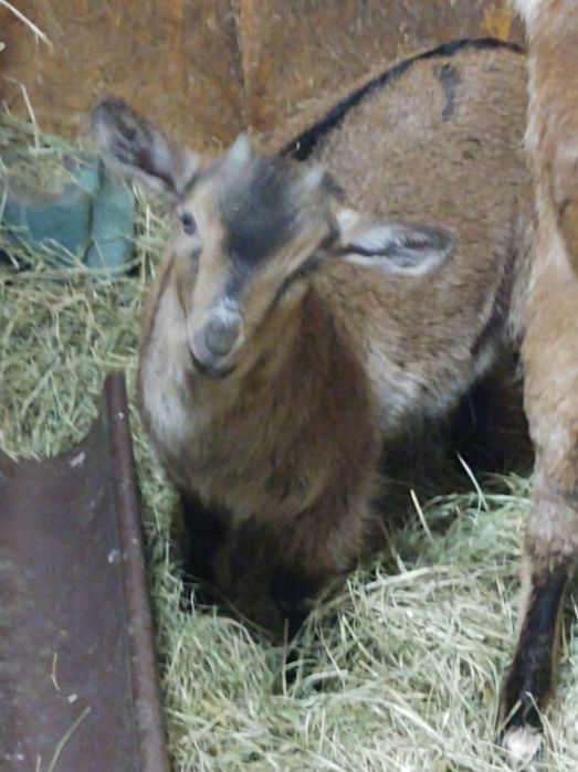 Kozioł anglonubijski koza miniaturka mieszańce