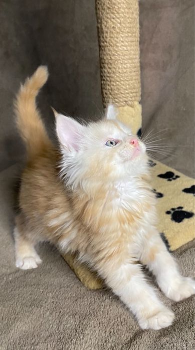 Ласкаві Мейн-кунчики