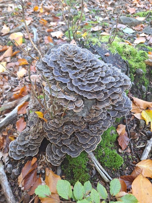 Wrośniak różnobarwny