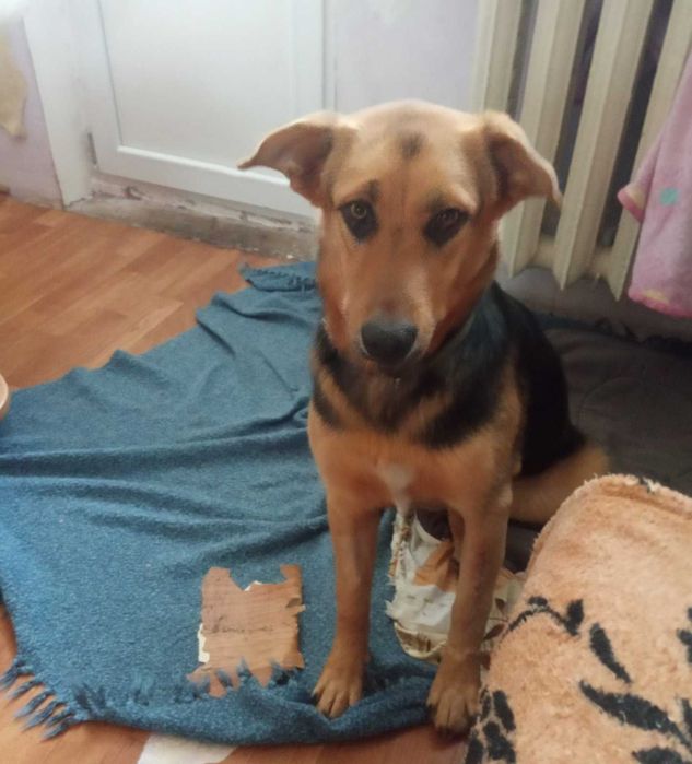 ищет  дом замечательная малышка Зара!