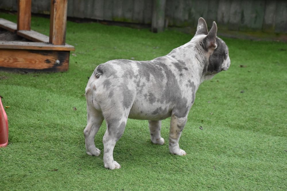 Ліловий мерле в'язка