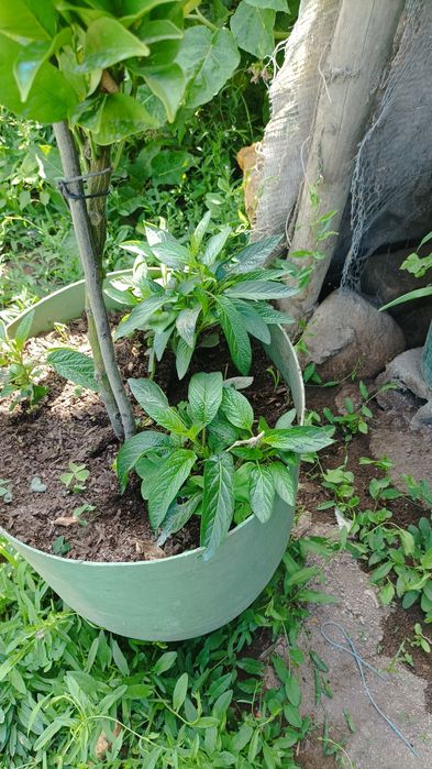 Tenho estes vasos  de pêra/ melão