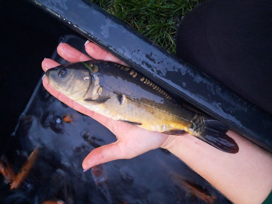 Karp 15-20cm Dostępny Lin, Amur, Tołpyga