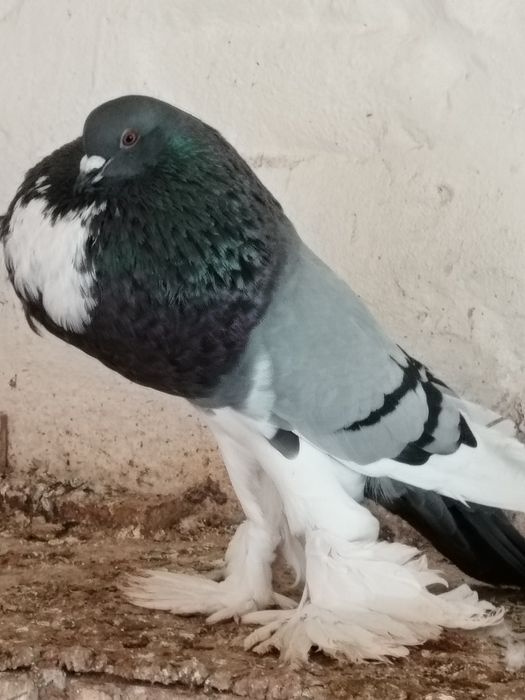 Sprzedam garlacze pomorskie gołębie ozdobne