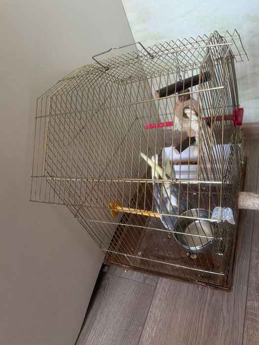 Клітка без папуги