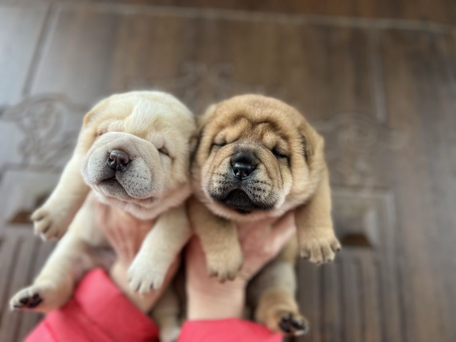 Шарпейчики -ведмедики . Доставка!