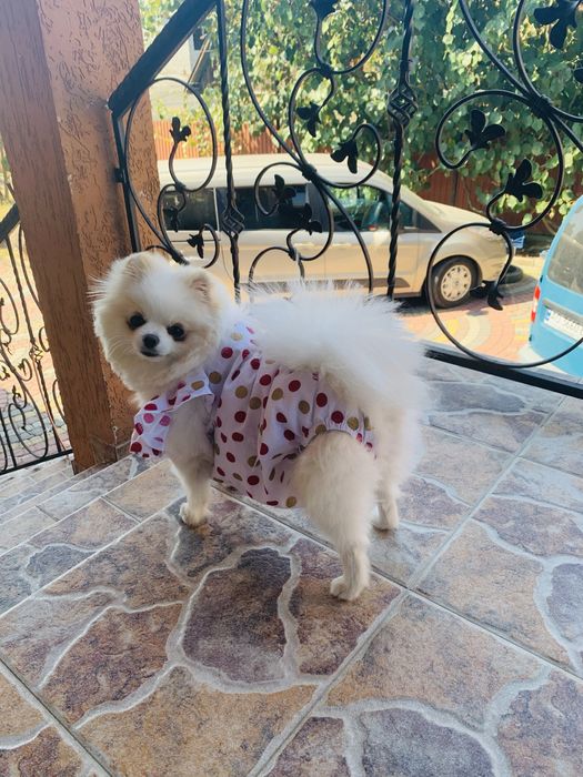 Померанський шпіц дівчинка……..