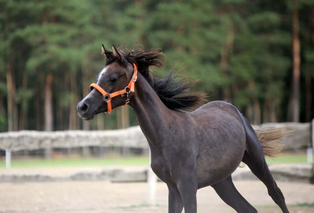 Pilne! Klacz arabska wnuczka eks farajj