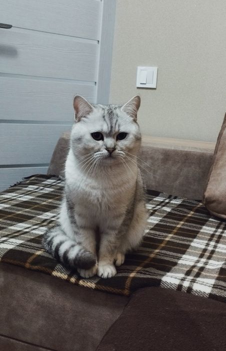 В'язка.Срібна шиншила.