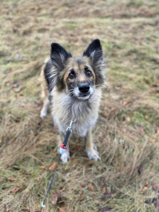 Karinka - piękna i przyjazna suczka do adopcji