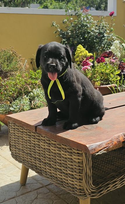 Labrador retriever  Alta qualidade