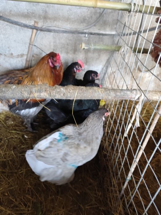 Ovos férteis Oliverejer