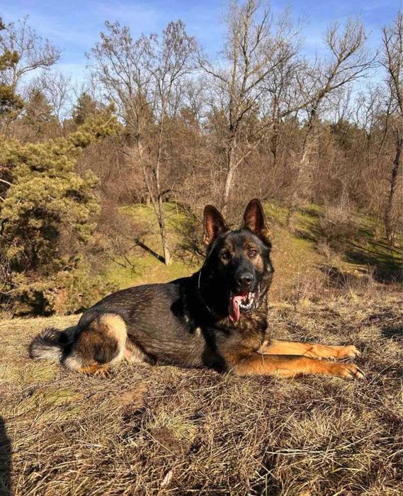 Цуценя німецької вівчарки
