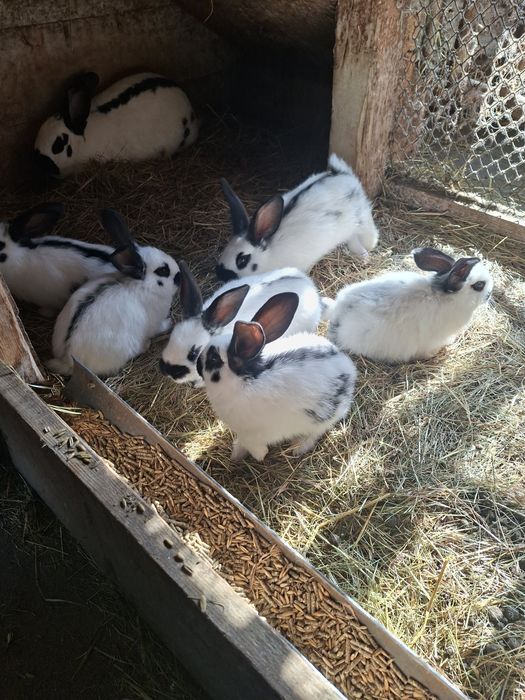 Króliki srokacze niemieckie samce i samice