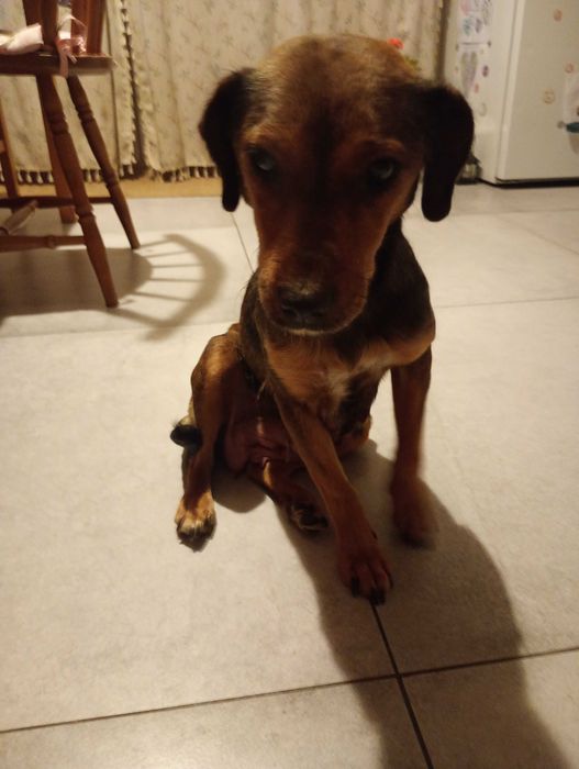 Oddam szczeniaka za darmo