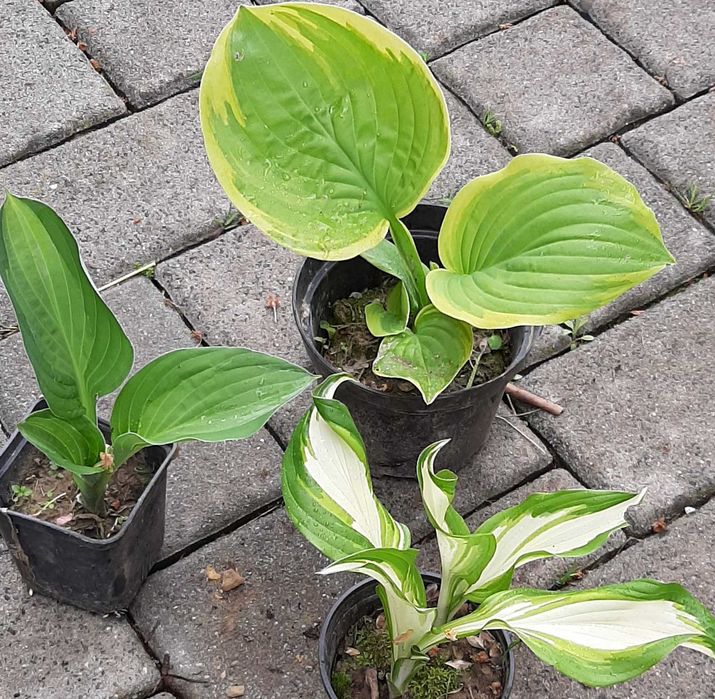 Hosta, Funkia, różne odmiany