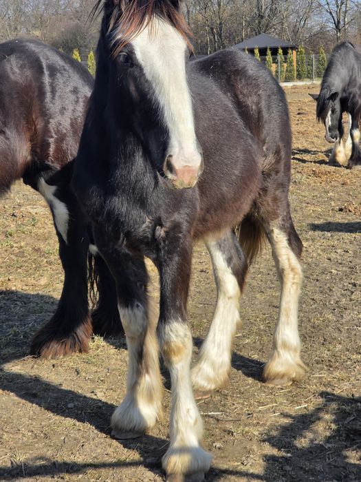 Shire Ogierek 10 miesięcy