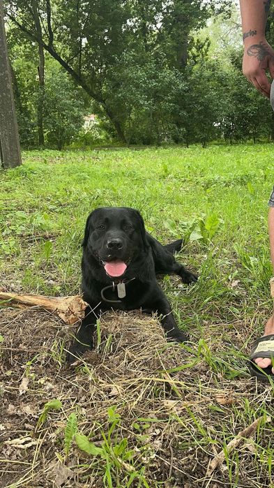 Лабрадор хлопчик для в'язки