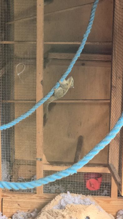 Młode wiewiórki chińskie na sprzedaż