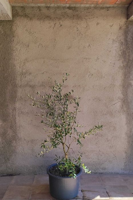 Oliveiras galegas em balde 42L (Arcos de Valdevez)