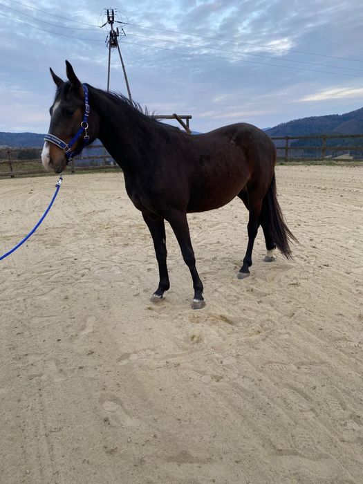 wałach rasy polski koń sportowy