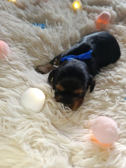 Cavalier King Charles spaniel Zapowiedź miotu