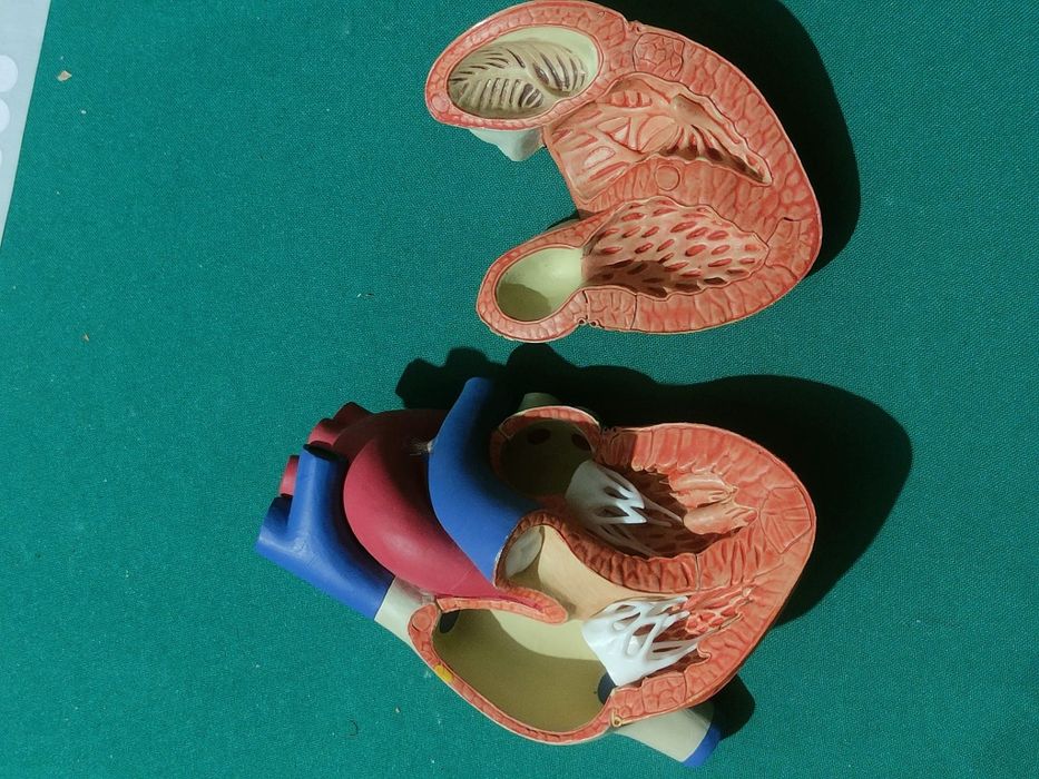 Modelo De Coração Humano