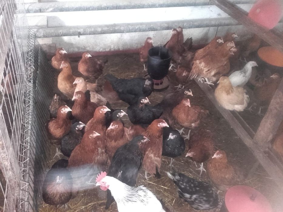 Kury nioski młode rossa rosa sandy dominant