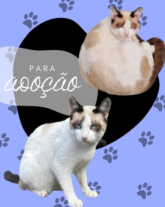 Gato com 7 meses para adoção responsável