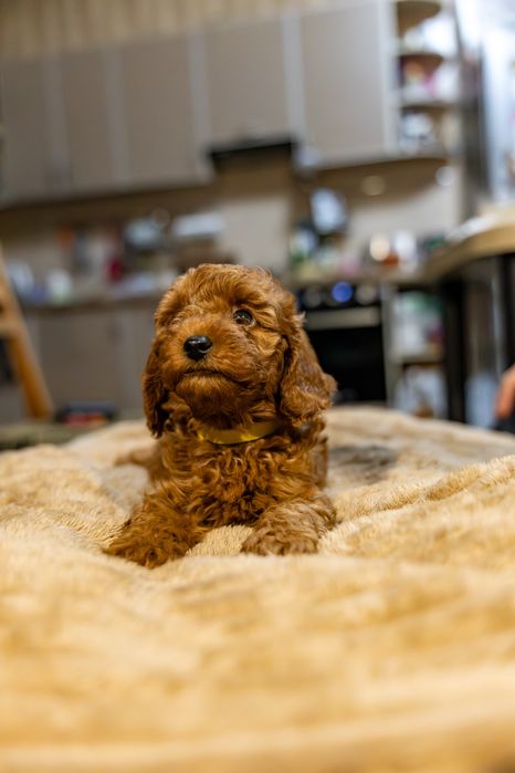 Щенок той пуделя мальчик