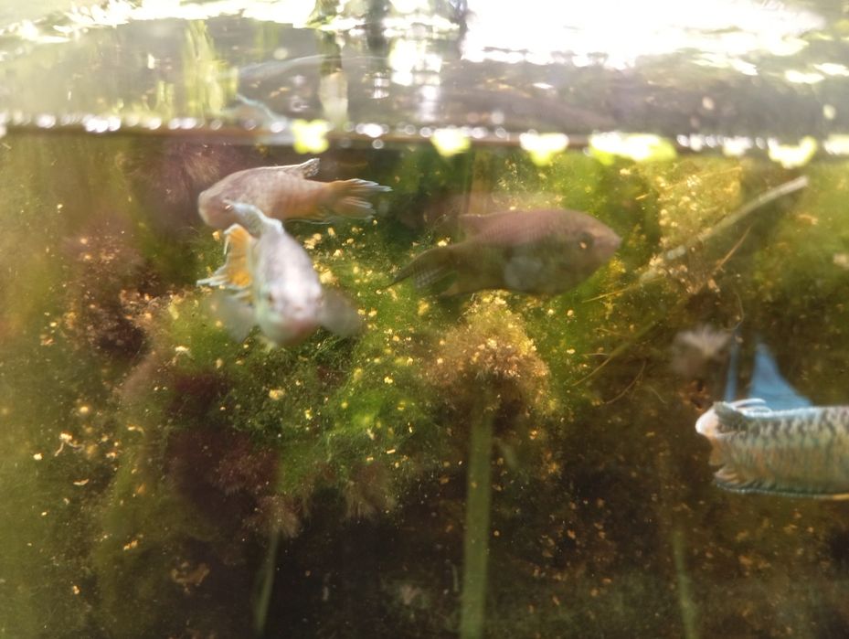 Macropodus spechti paraíso negro