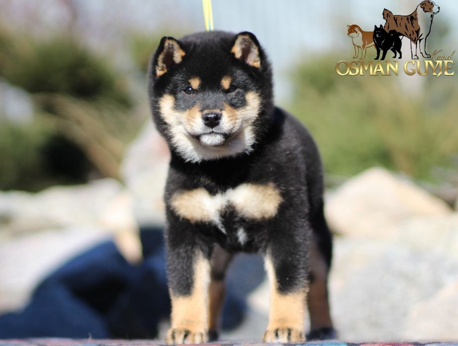 Шикарний хлопчик Шиба іну Сіба іну Shiba