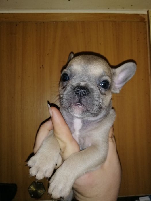 Французики Чистокровні хлопчики та дівчатка різних кольорів доставка