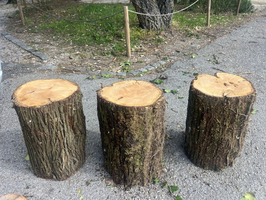 Troncos com potencial decorativo