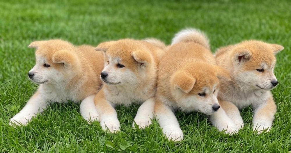 Японська Акіта-іну. Цуцики акіта-іну